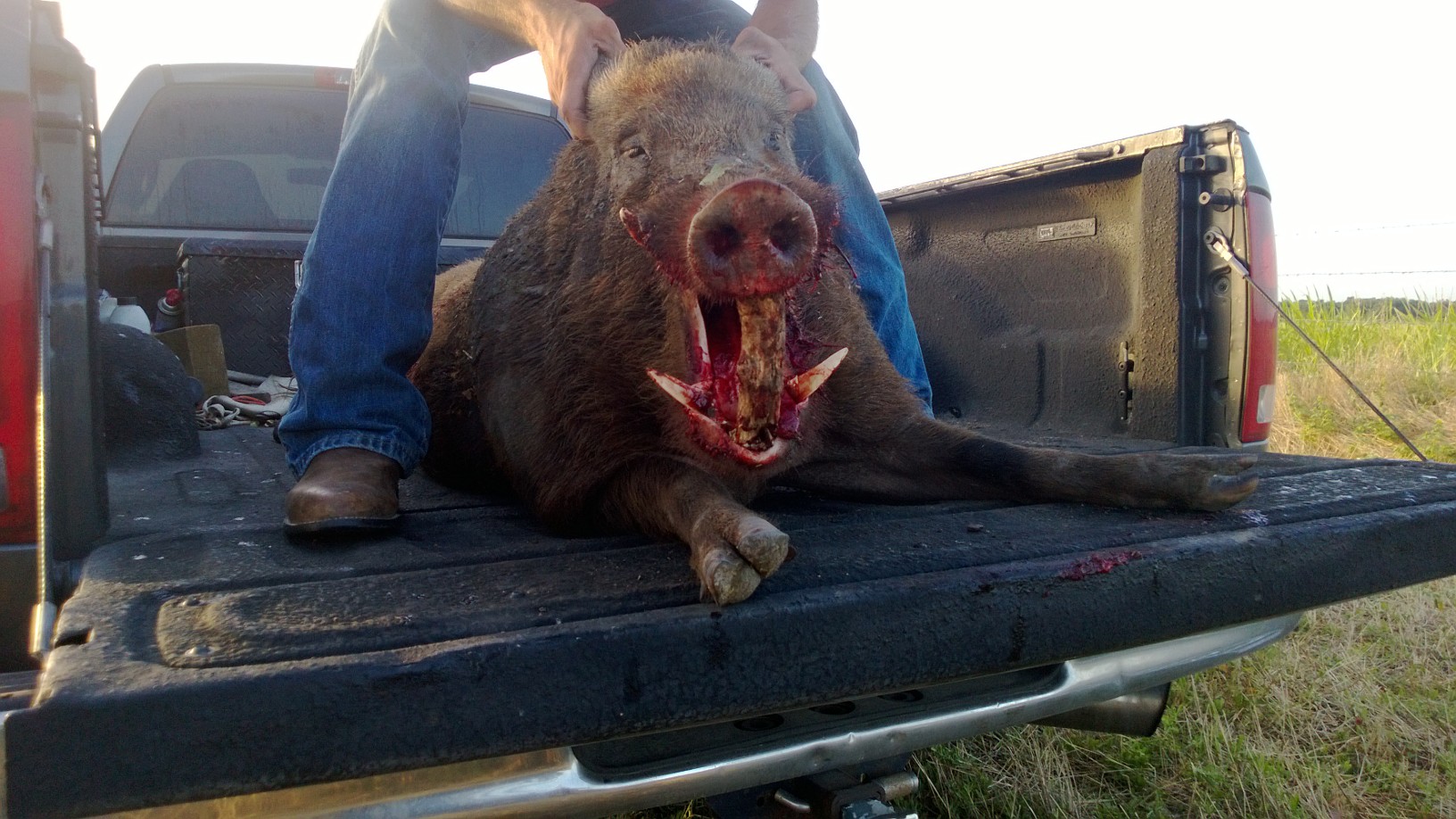 Jimmy & Kyle Big Boar. Barbwire.