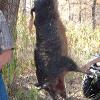 Big Boar with Tom Graham and Kyle Skala